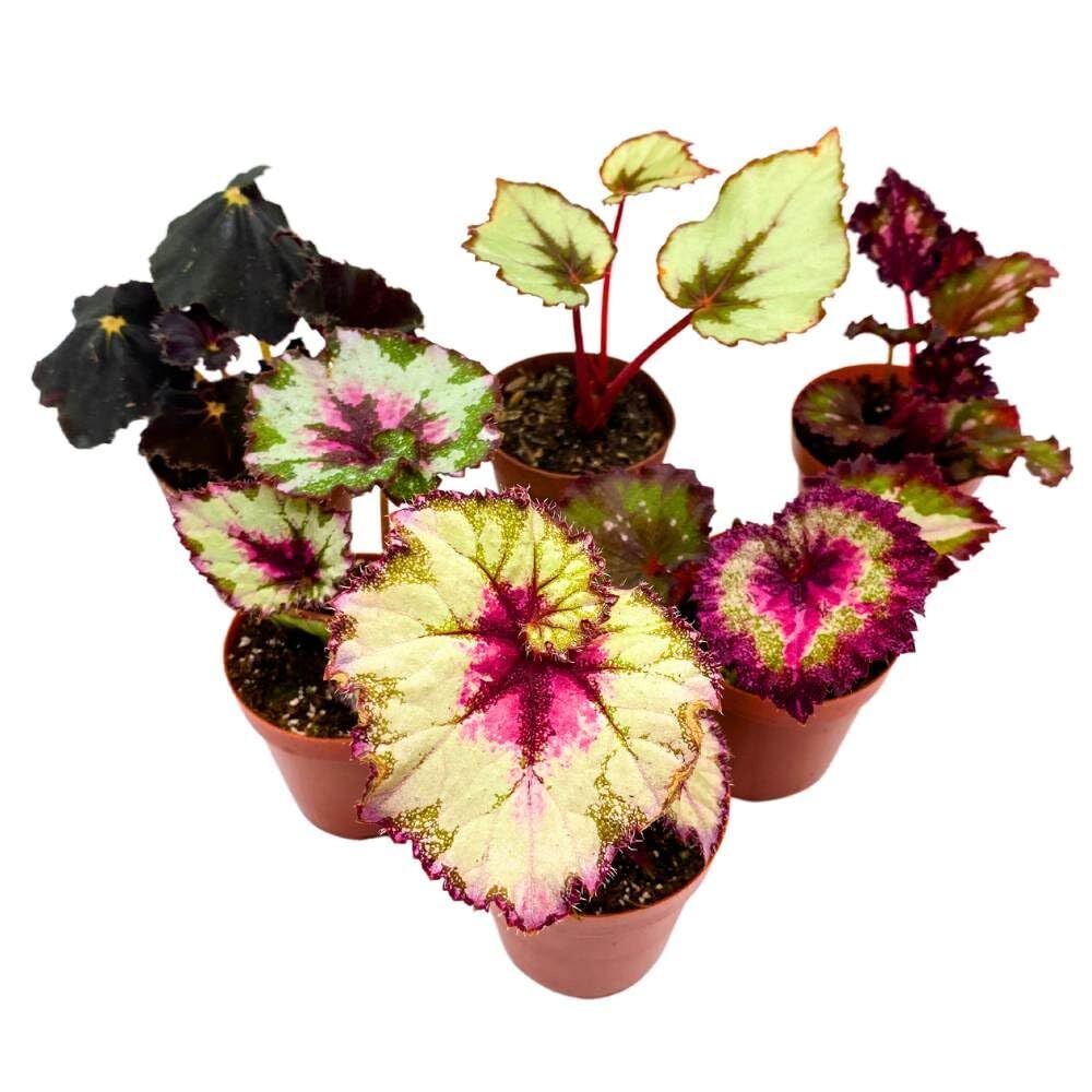 Harmony’s Begonia Rex Assortment, 2 inch Set of 6 Colorful Different Begonias
