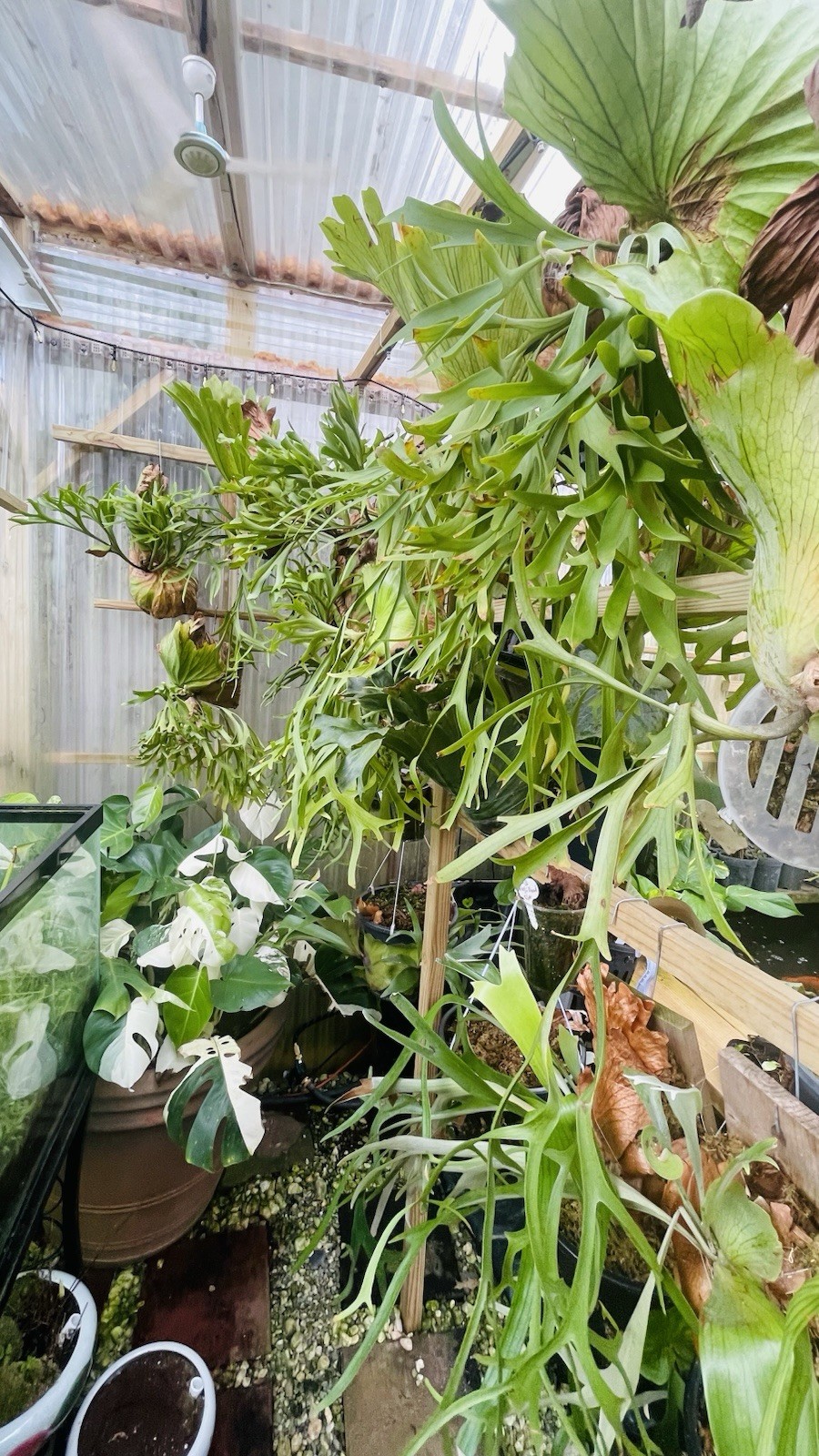 Platycerium Staghorn Fern Ridleyii Spores 2025 Fresh Spore