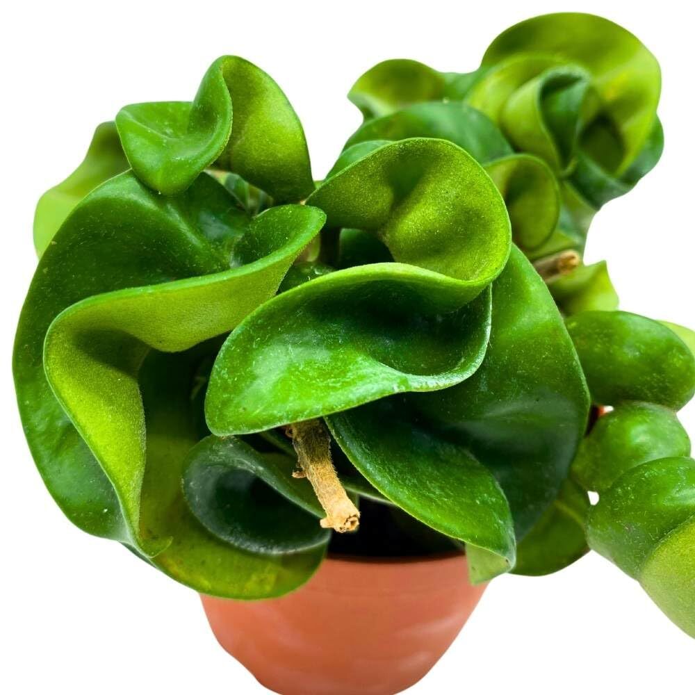 Hoya Hindu Rope, 4 inch Carnosa Compacta Krinkle Kurl Curly Wax Plant