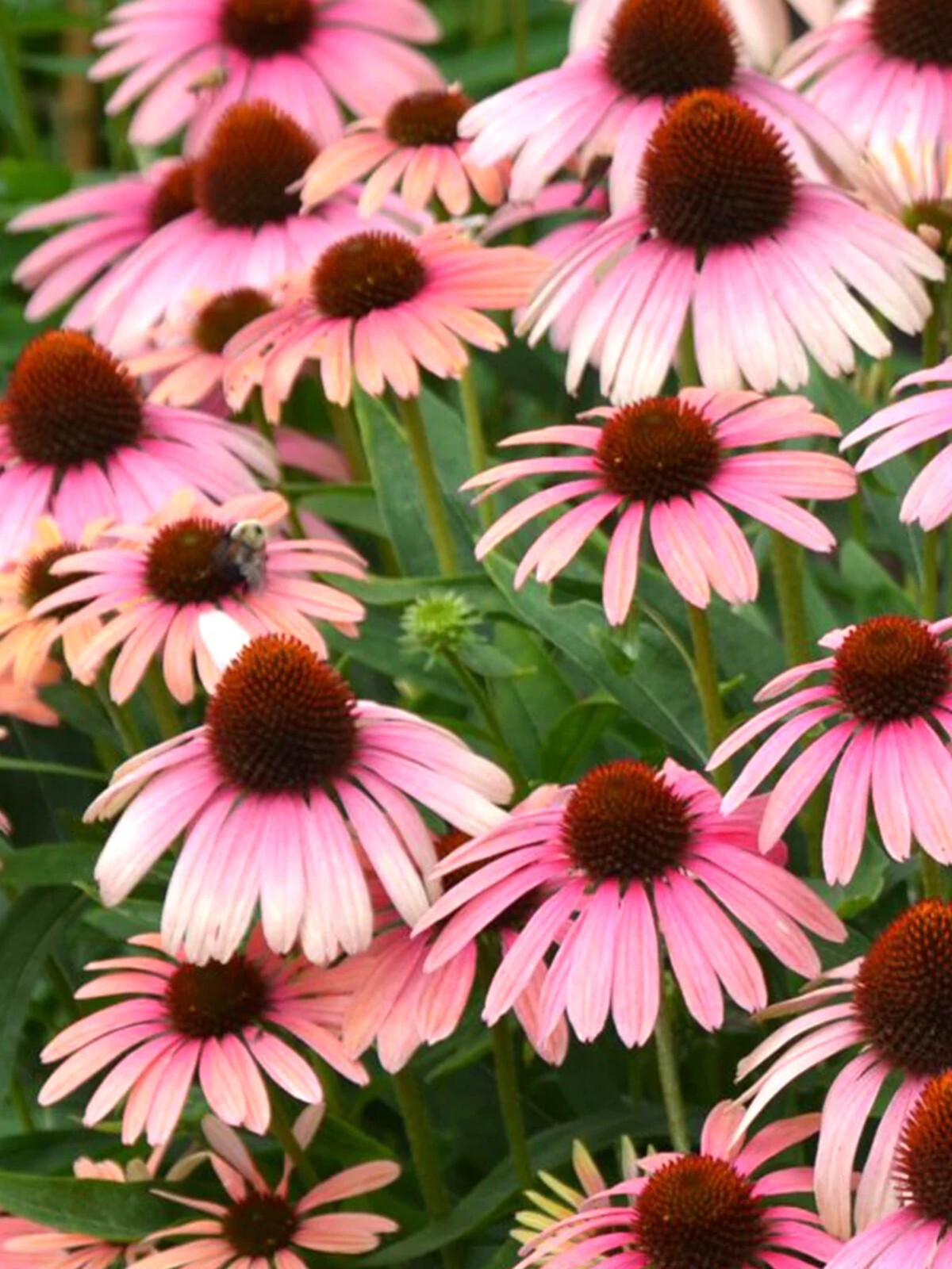 50 Pink White Coneflower Seeds Echinacea Perennial Flower Seed Flowers US SELLE