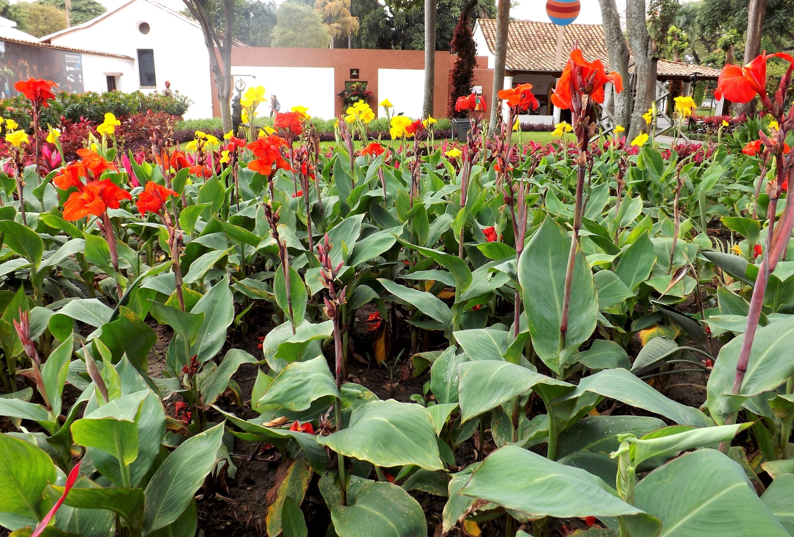 5 MIXED CANNA LILY Generalis Mix Colors Red Yellow Hummingbird Flower Seeds