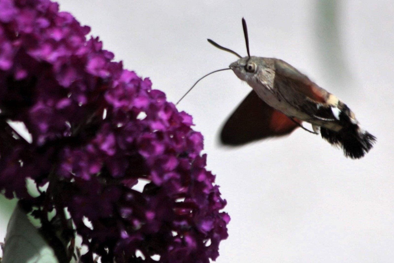 100 MIXED COLORS BUTTERFLY BUSH Buddleia Davidii Flower Seeds *Flat S/H