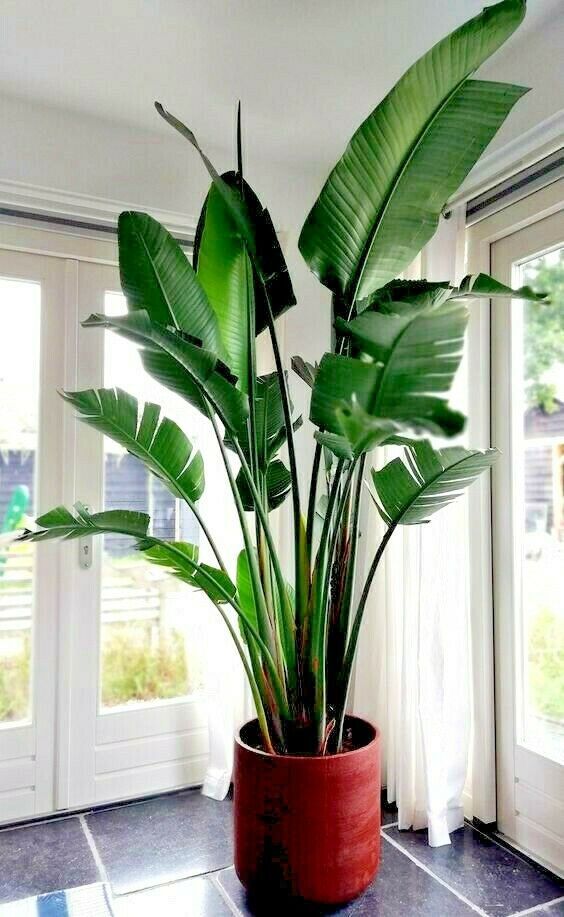 GIANT WHITE BIRD of PARADISE SEEDS (Strelitzia nicolai) Tropical Flower Plant