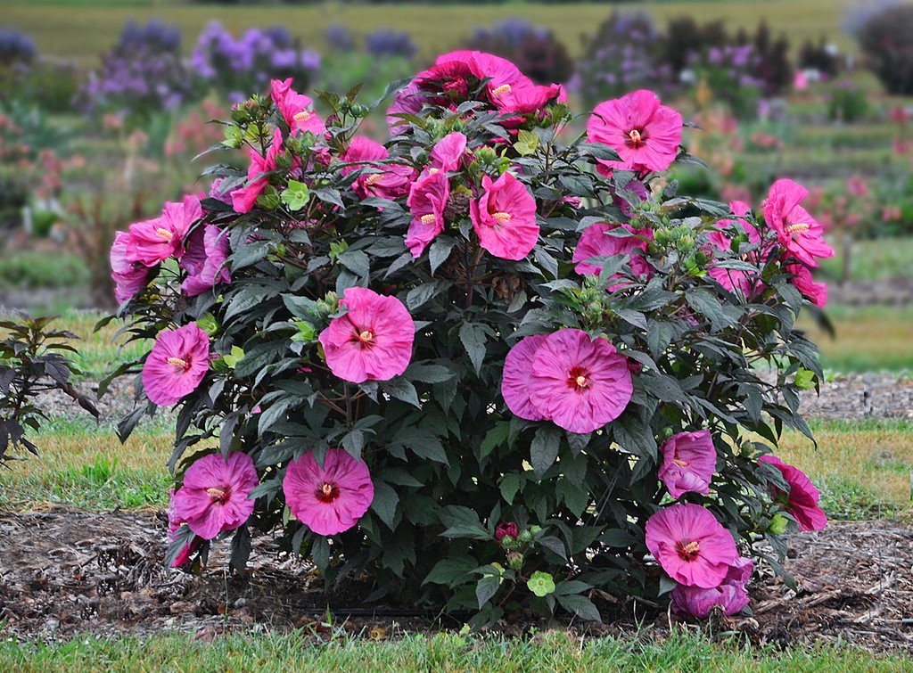 20 Pink Swamp Mallow Rose Seeds “LARGE FLOWER” Hardy Hibiscus Fast Garden Plant