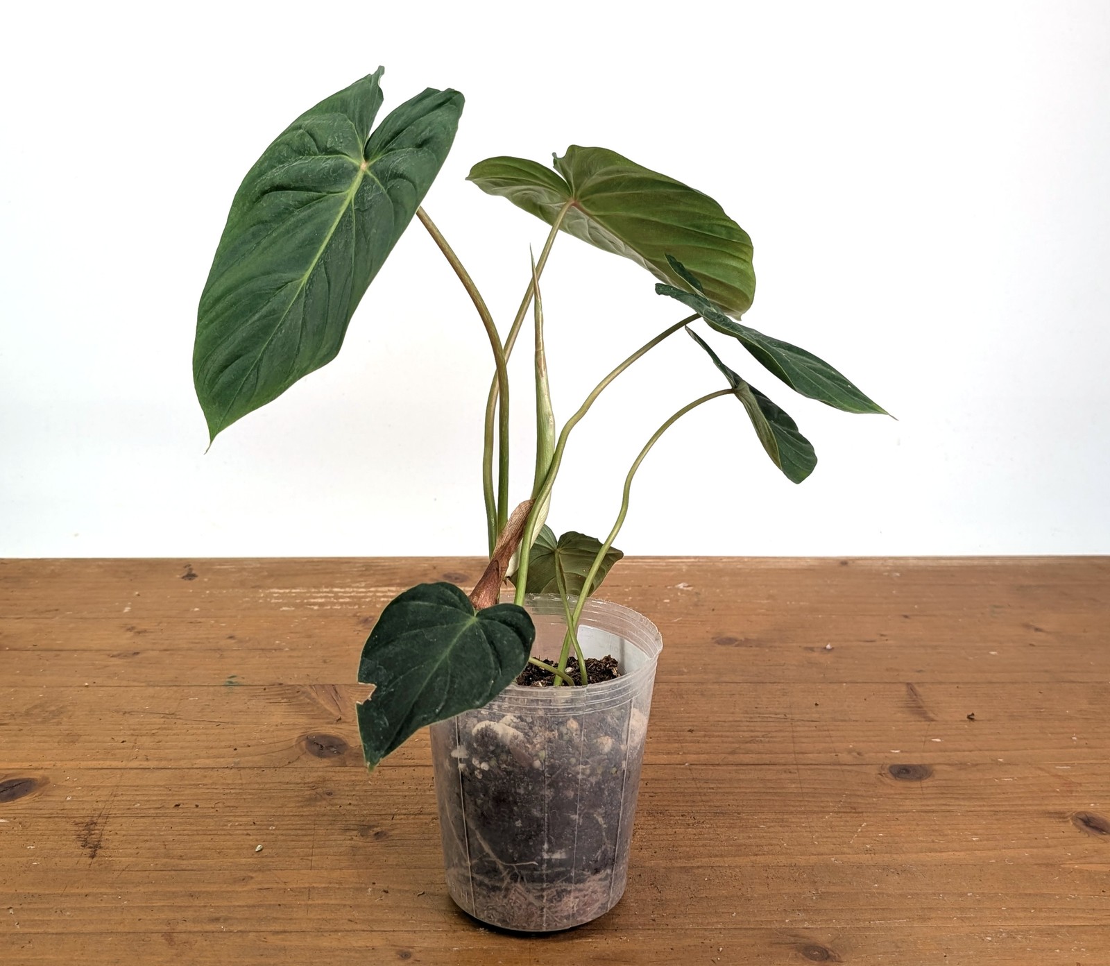 Philodendron Verrucosum 2 x Pastazanum