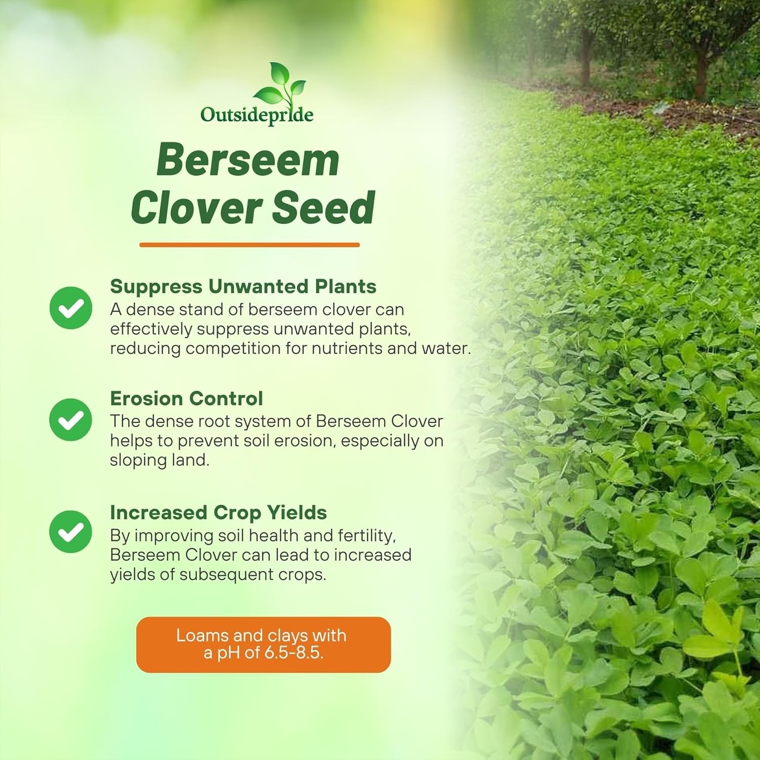 50 LBS Berseem Clover Seeds For Deer Food Plots, Cover Crops