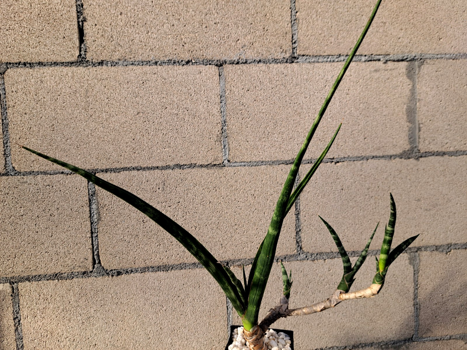 Sansevieria Fernwood Bonsai Tree Draceana Plant Houseplant Succulent