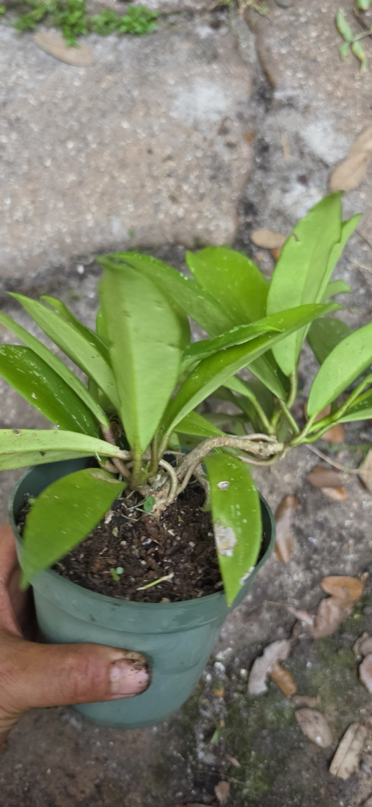 Well Rooted Hoya Pubicalyx Wax Plant In 5 Inches Nursery Pot