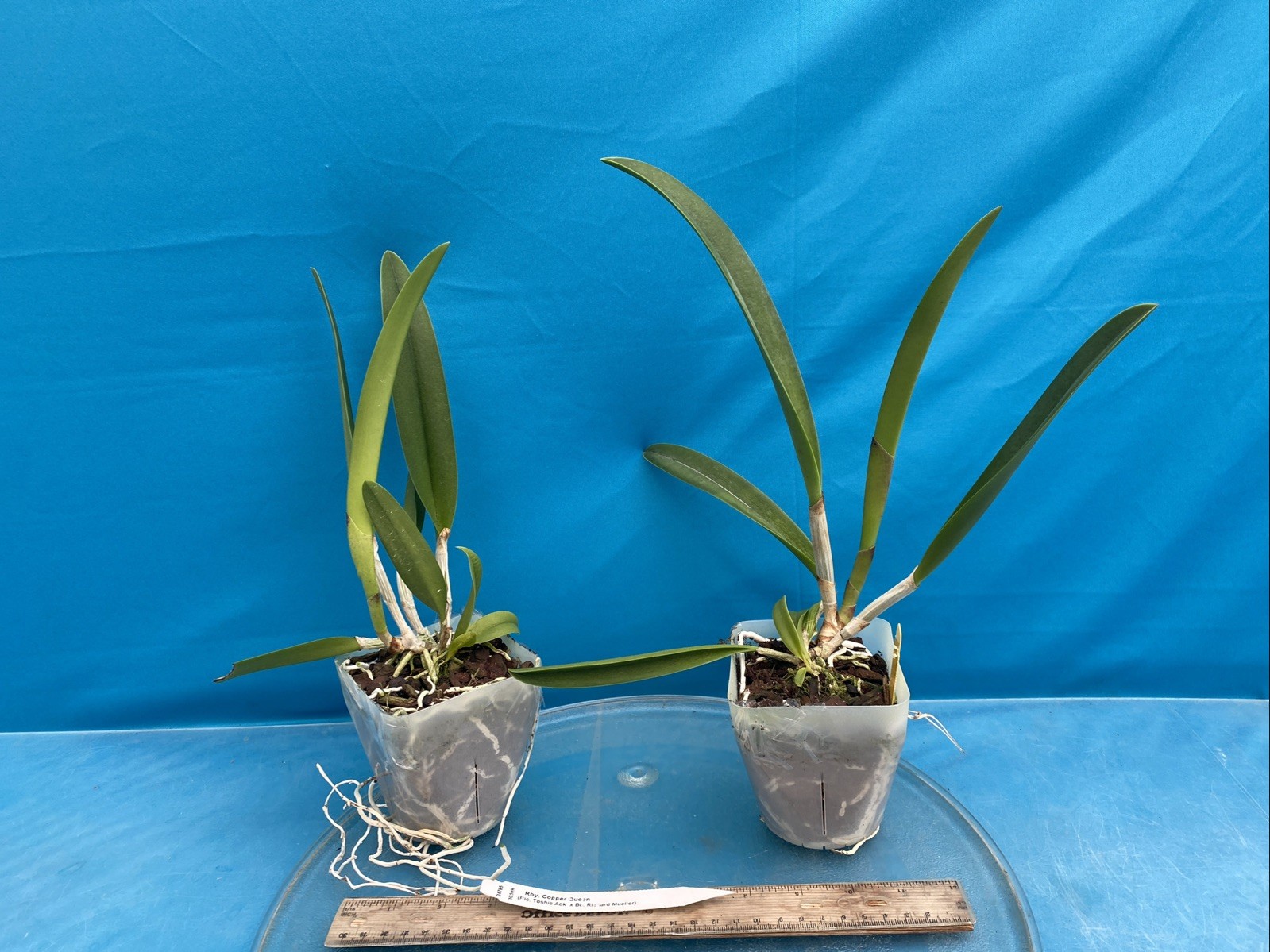 Rby Copper Queen Orange Yellow Red Spotty Bloom Size Orchid Hybrid 4” Pot