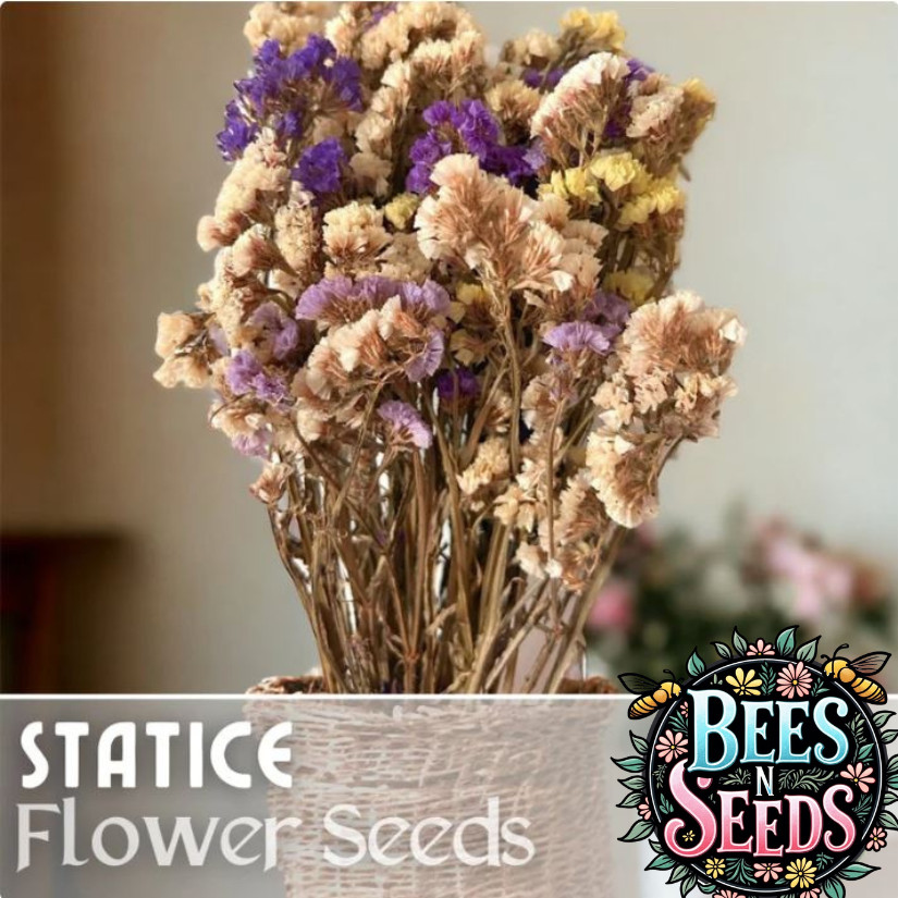 Statice Seeds – 85 Seeds – Cottage Mix – Flower Seed Flowers Garden Non GMO