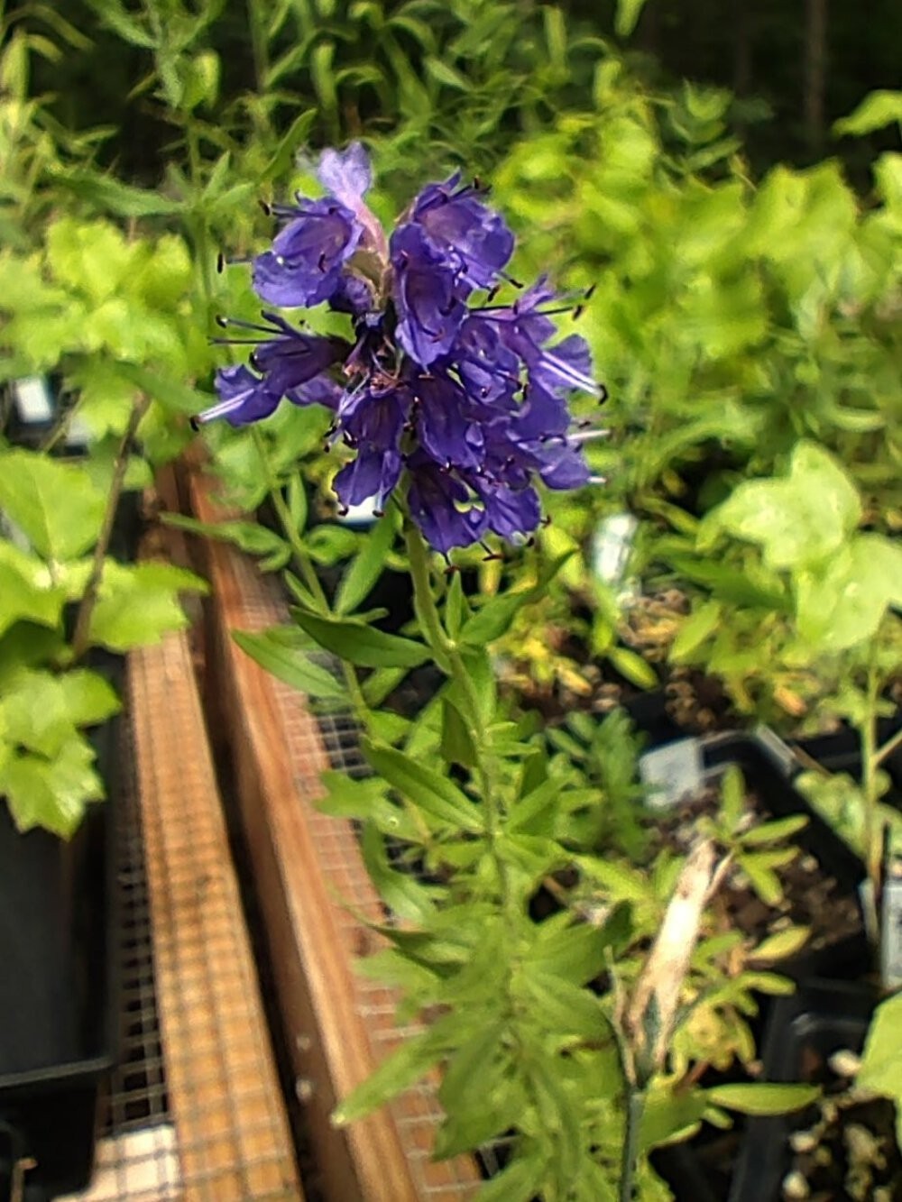Hyssop ‘Sprite Blue’ plant 3.25″ pot – Hyssopus Officinalis