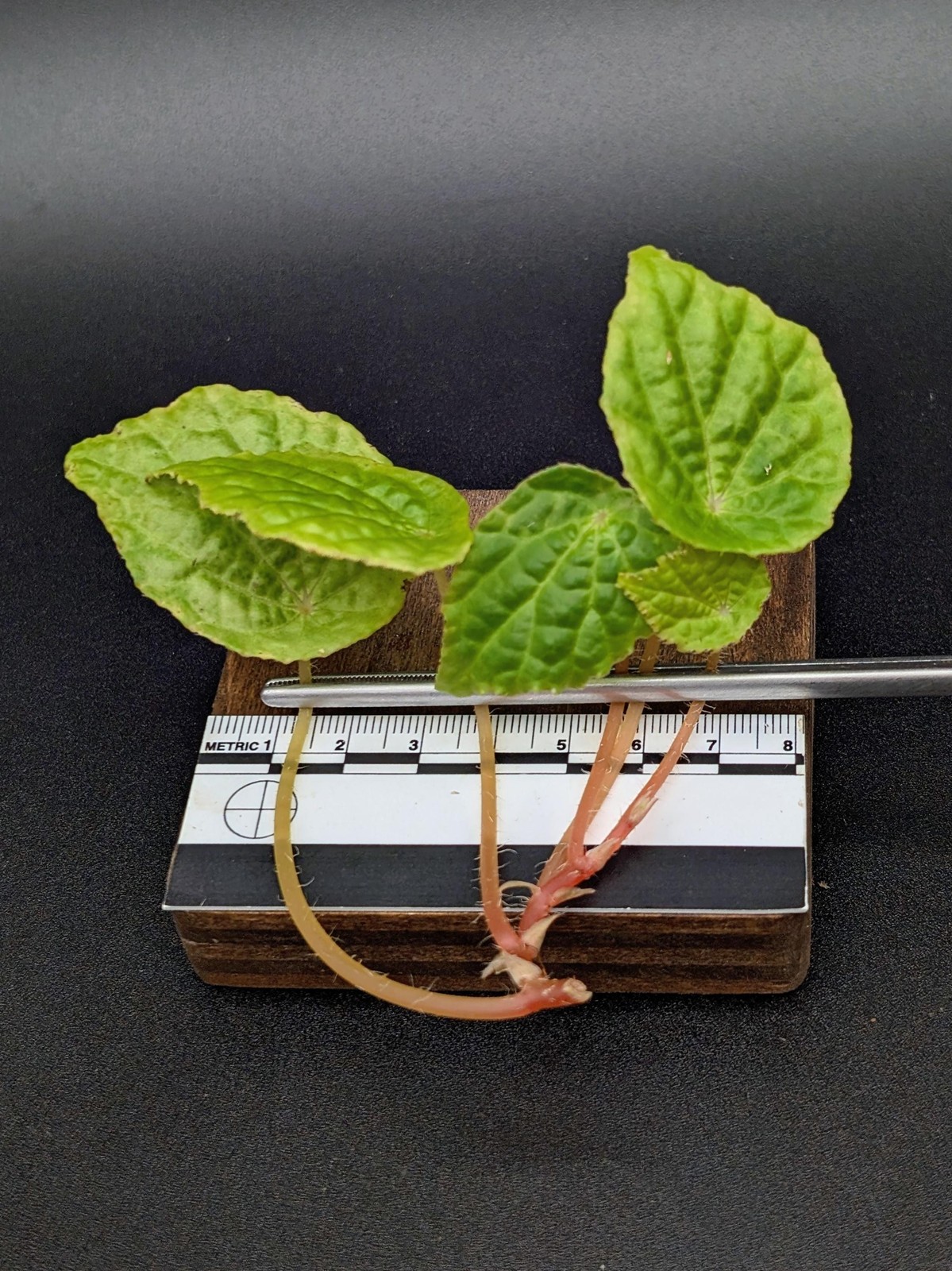 Begonia ‘buttercup’ (microsperma x prismatocarpa)[cutting]