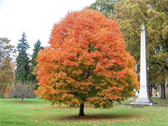 Sugar Maple Tree – Live Potted Plant – Quart Pot – 10-18″ Tall – Acer saccharum