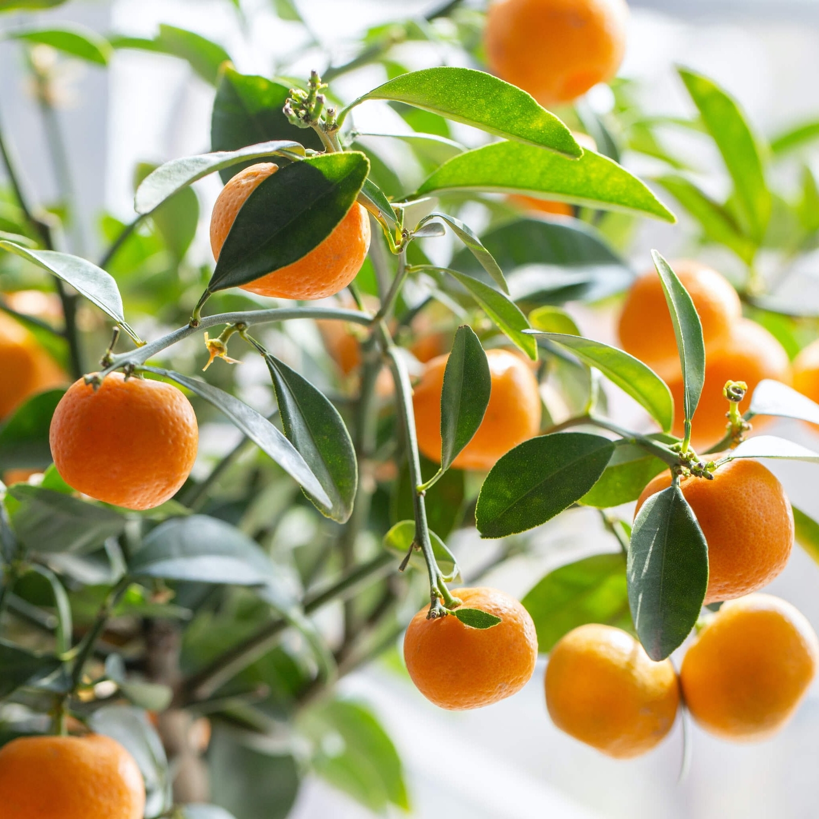 Clementine Mandarin Tree