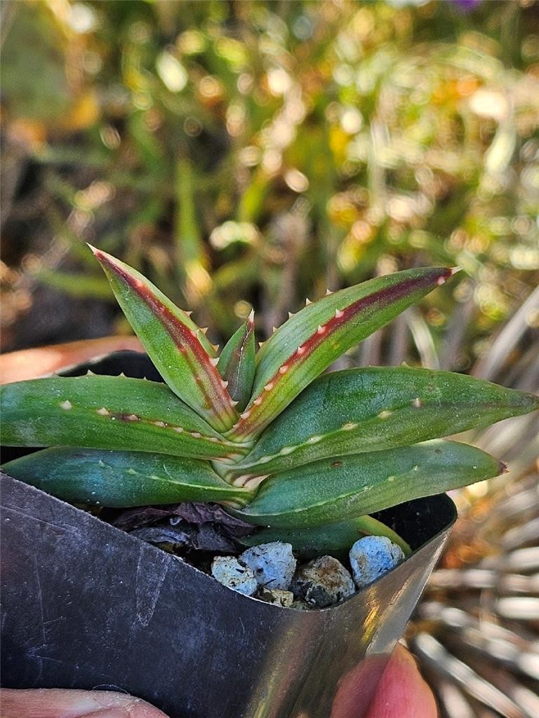 Aloe Pearsonii – Small Rooted Cutting