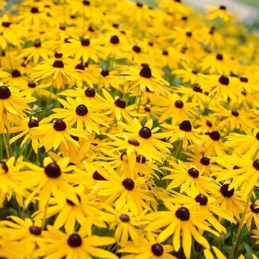 50pcs Black-Eyed Susan Flower Seeds Big Sunflower Blooms Indian Summer Sunshine