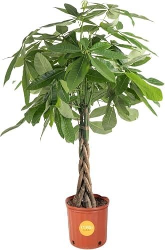 Money Tree, Large, Live Indoor Plant, Easy to Grow Pachira House Plant Gift, Hom