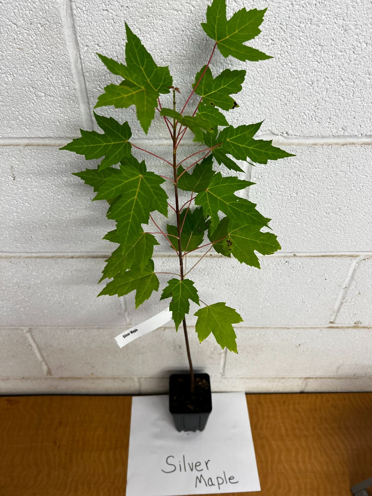 Silver Maple qt pot (Acer saccharinum)