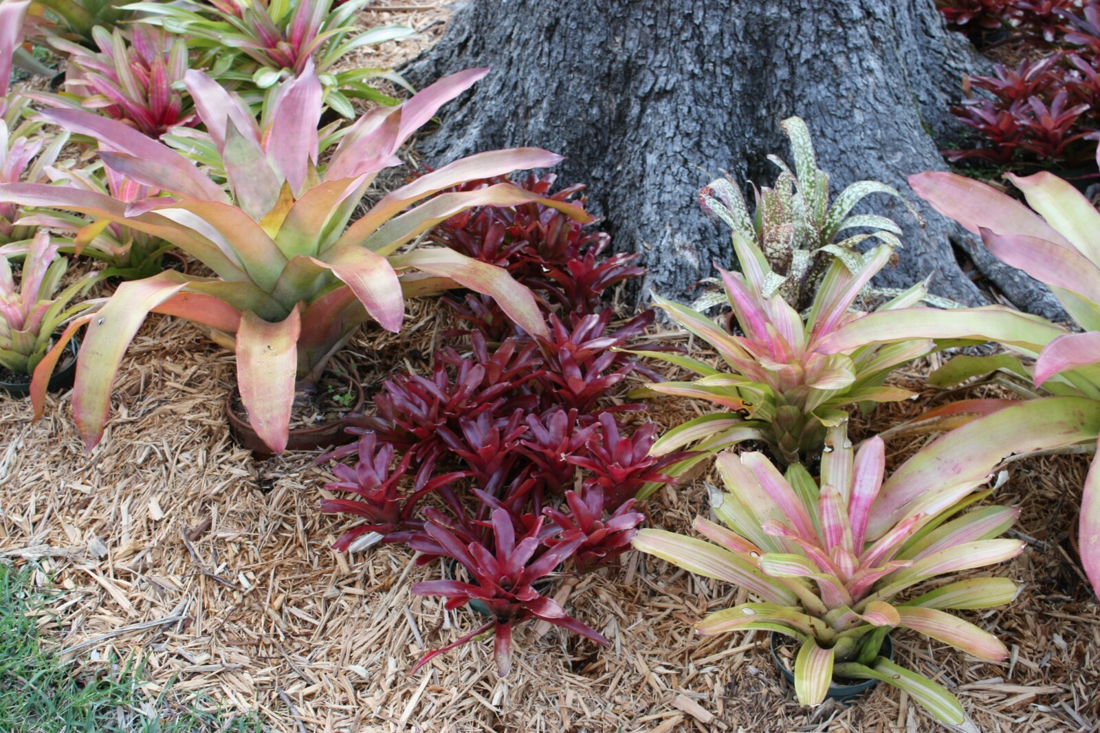 8 assorted bromeliads mix lot SMALL plants neoregelia vriesea billbergia pups