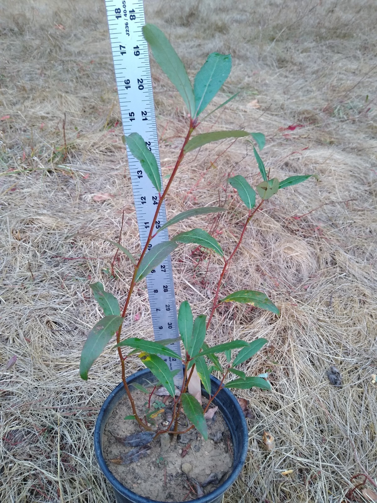 COTTONWOOD TREE 1-2 foot LIVE PLANTS Organic Natural native bonsai