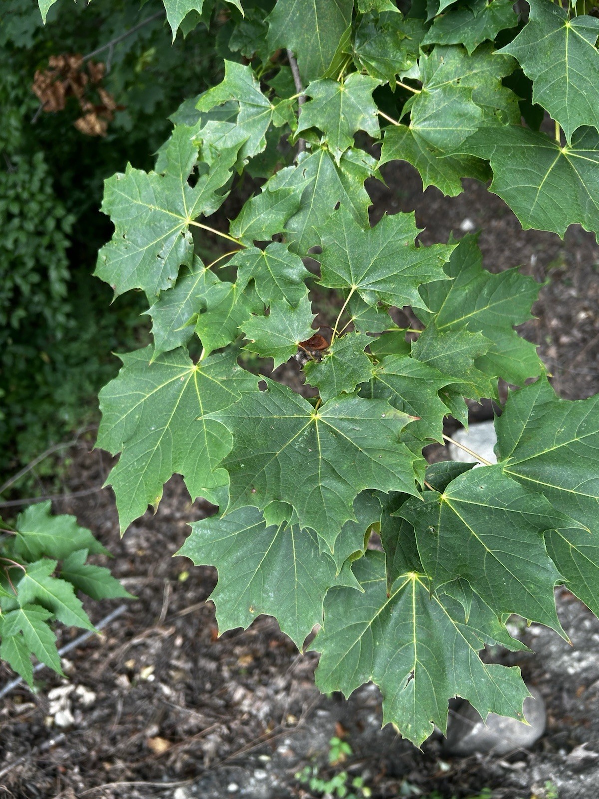 Green Leafed, Legacy Norway Maple Seed (20pc) / Acer Platanoides / 100 Years Old