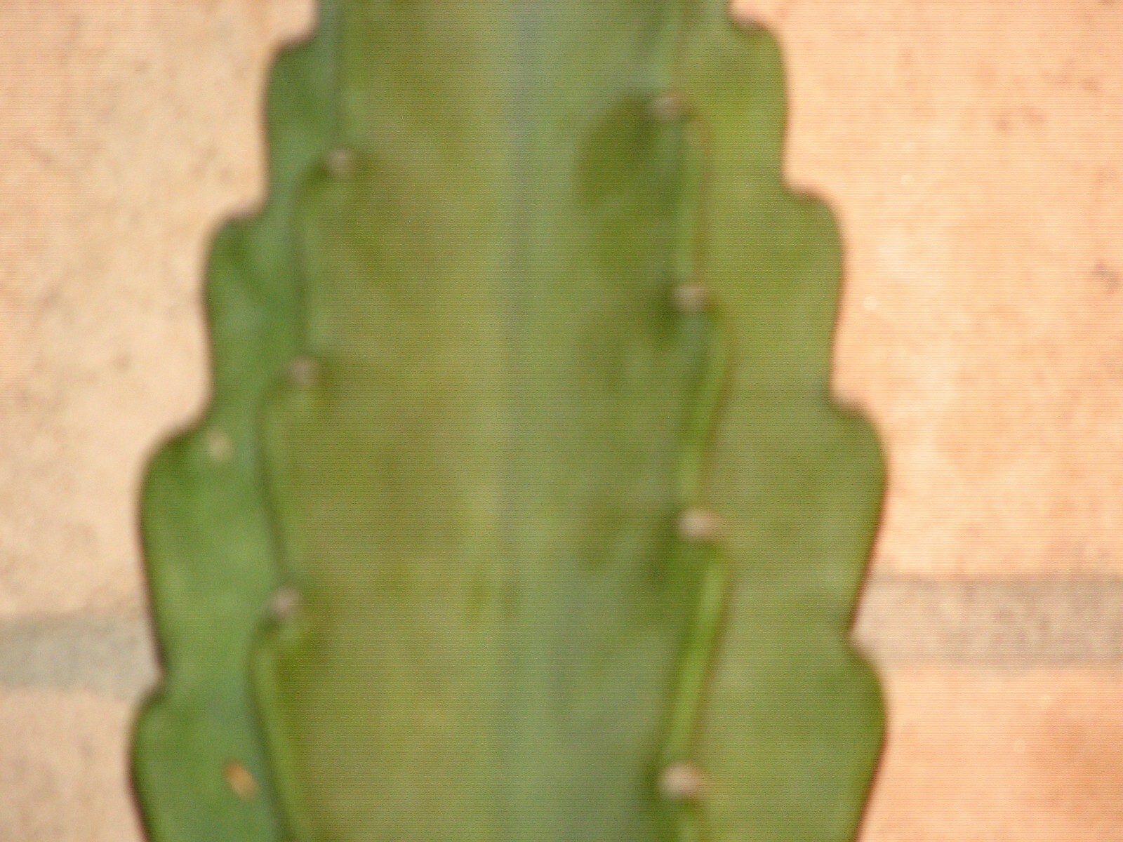 16 1/2 in tall, 5 1/2 in wide Cereus columnar cactus plant