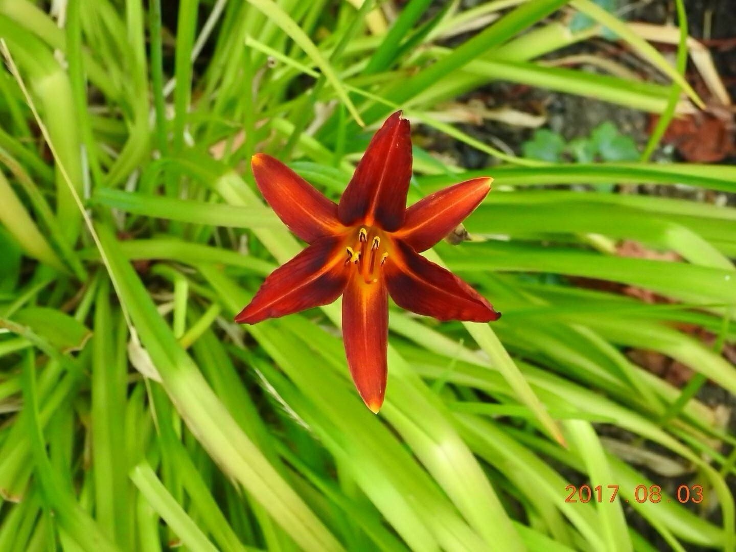 3 Red Daylily Plant Roots Perennial Easy To Grow Drought Tolerant