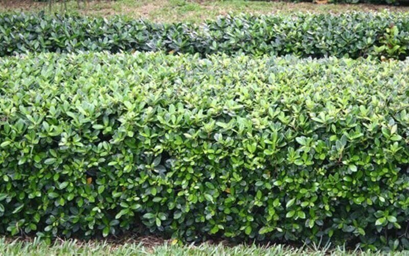 Green Island Ficus | Live Plants | Ficus Microcarpa | Lush Indoor/Outdoor…