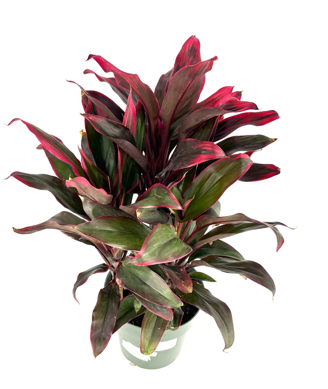 Cordyline Red Hawaiian Ti Plant 18-24″ Tall Variegated Houseplant, 6” Pot