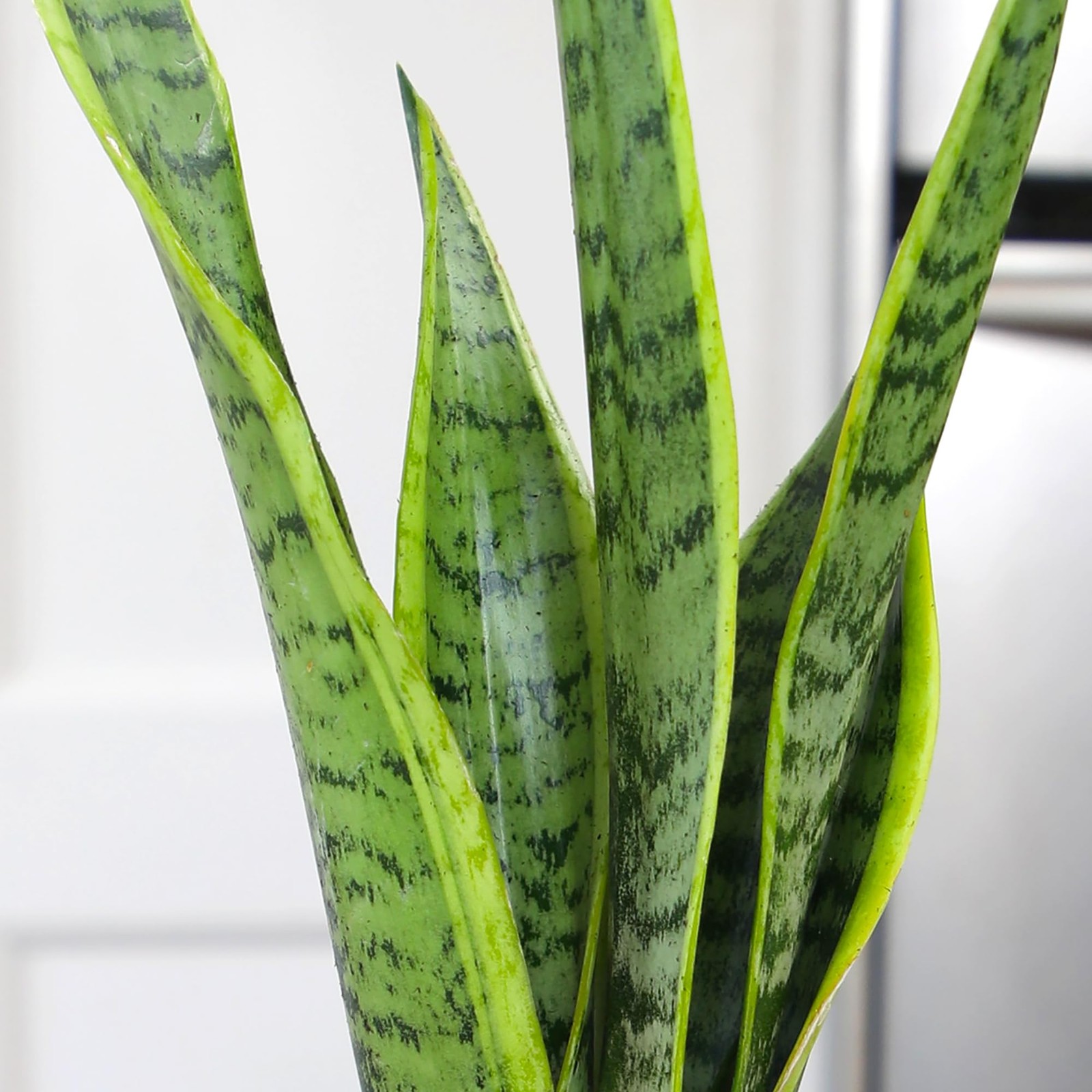 Live Snake Plant Fully Rooted MotherinLaw’s Tongue Potted Indoor Plant