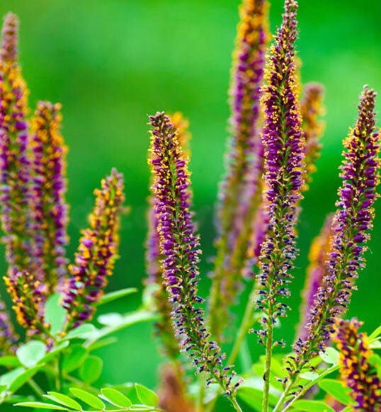 False INDIGO BUSH Amorpha Fruticosa – 150+ SEEDS