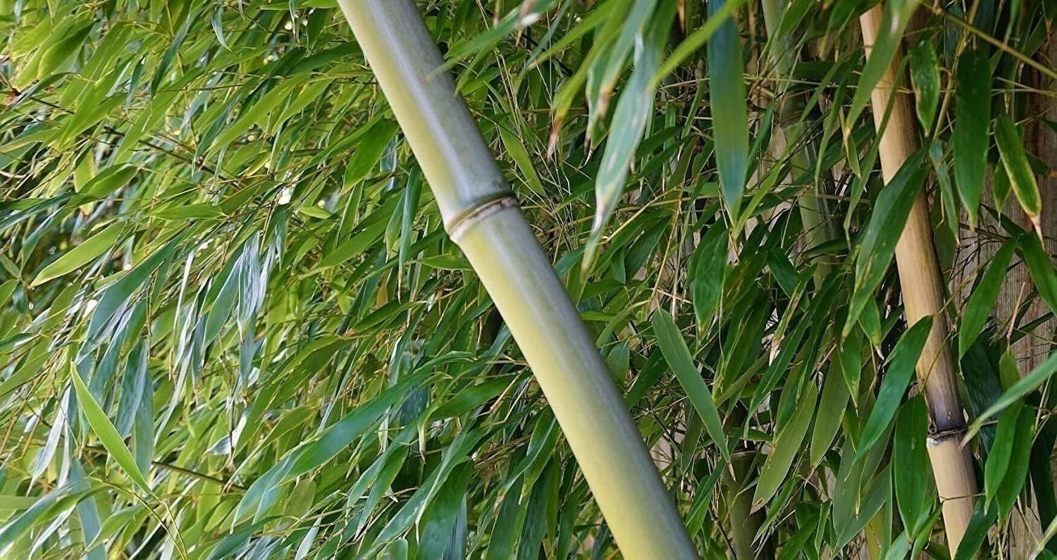 Bamboo Oldhamii | 1 Gallon | Bambusa oldhamii | Low Maintenance | Hardy
