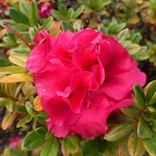 Azalea Prize | 2 Inch | Rhododendron | Spring Blooms | Evergreen Shrub Flowering
