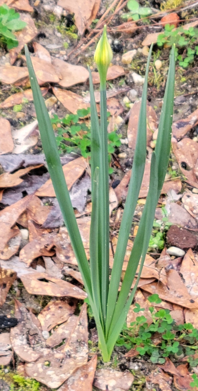 Yellow Daffoldil Bulbs 12pk