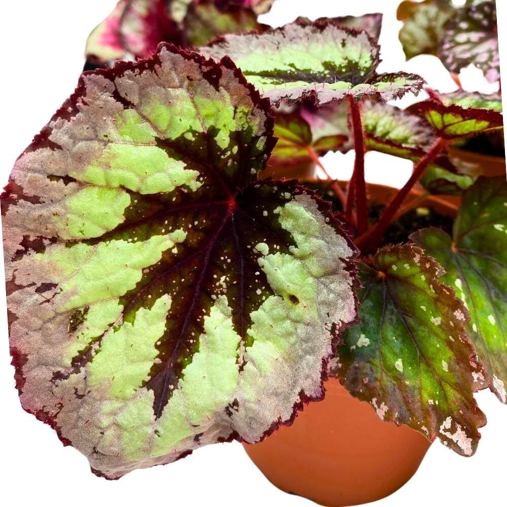 Harmony’s Begonia Rex Assortment, 4 inch 5 Different Colorful Rex Begonias