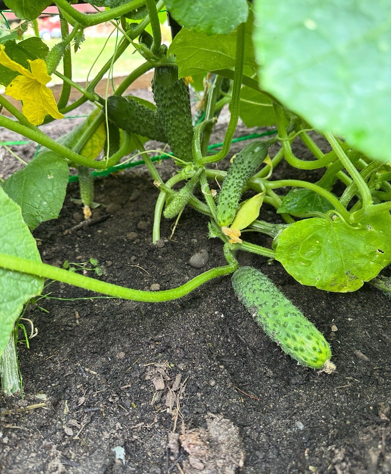 25 Seeds Cucumber Amour F1 ORIGINAL Bejo Zaden Netherlands семена огурец Amur