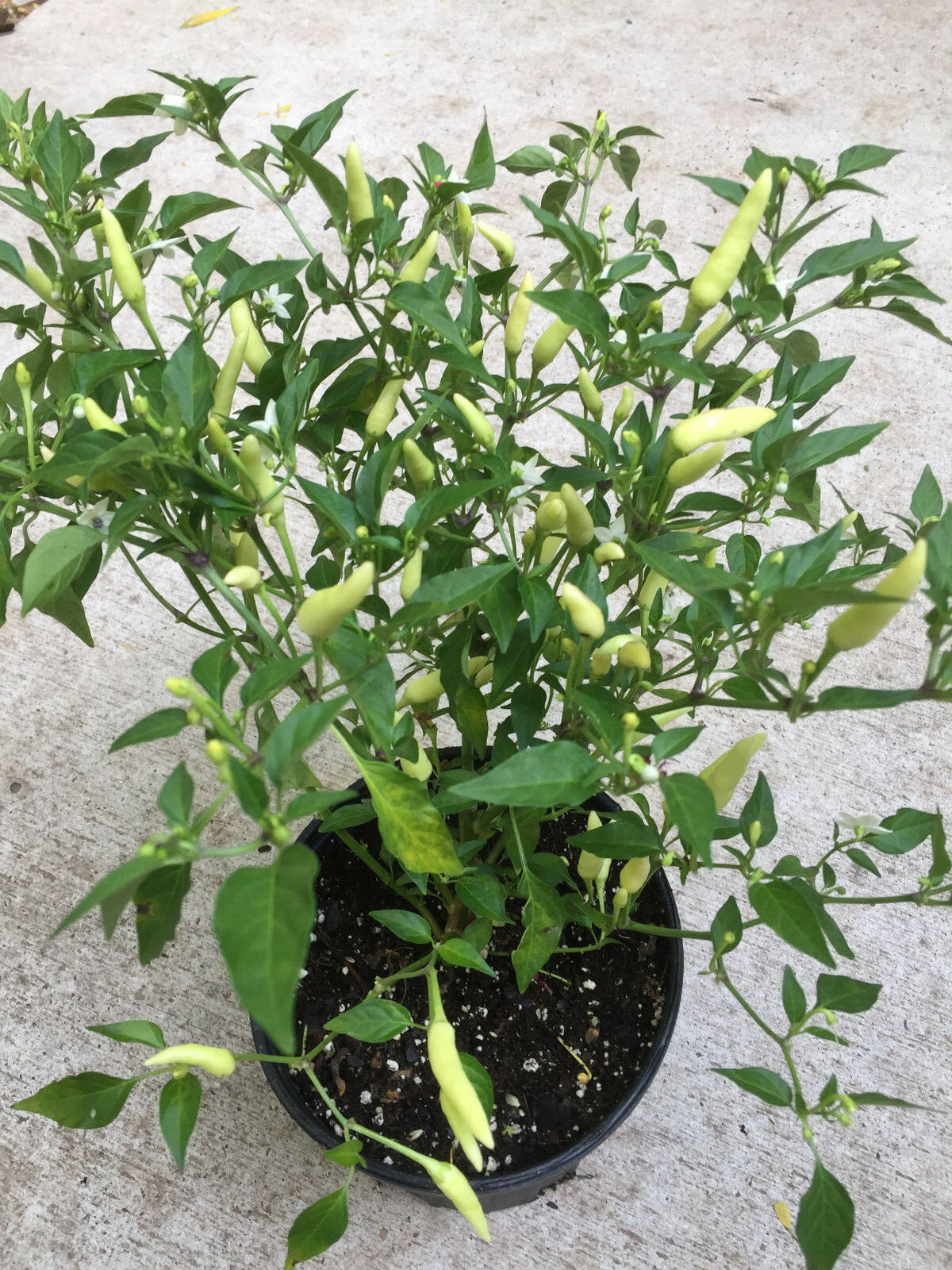 Thai White Chili Pepper Rare Heirloom Strain Extremely Hot Discovered in 1971!
