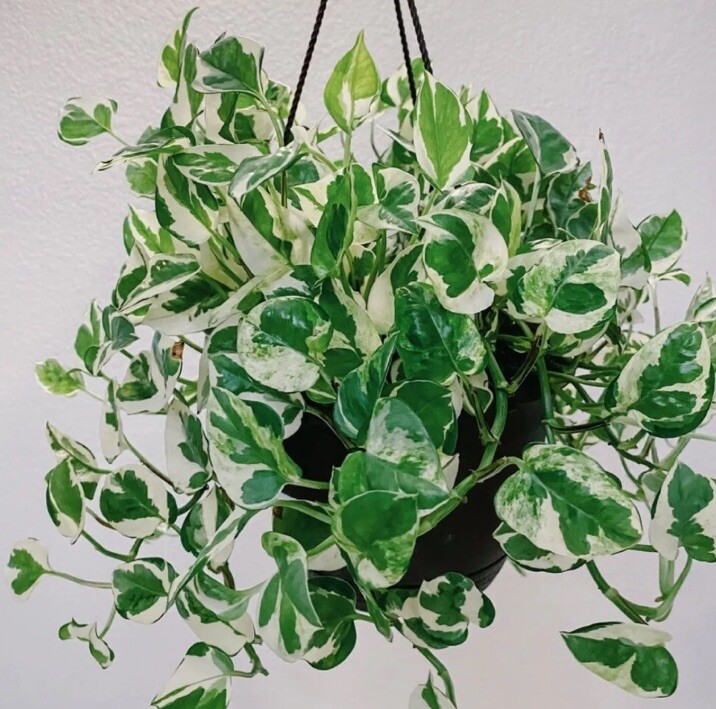 N Joy Pathos 4 Cuttings 4-6 Inches Long