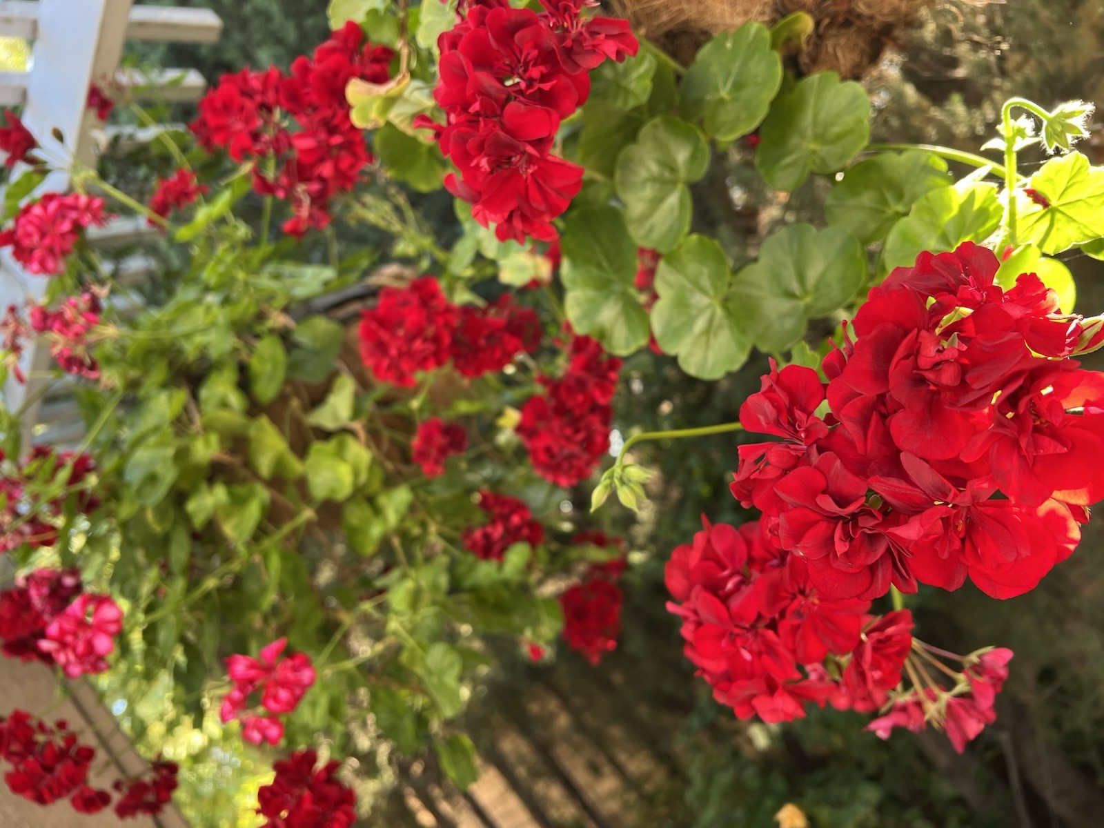 5 Cuttings True Red Ivy ‘Geranium’ Pelargonium 6″