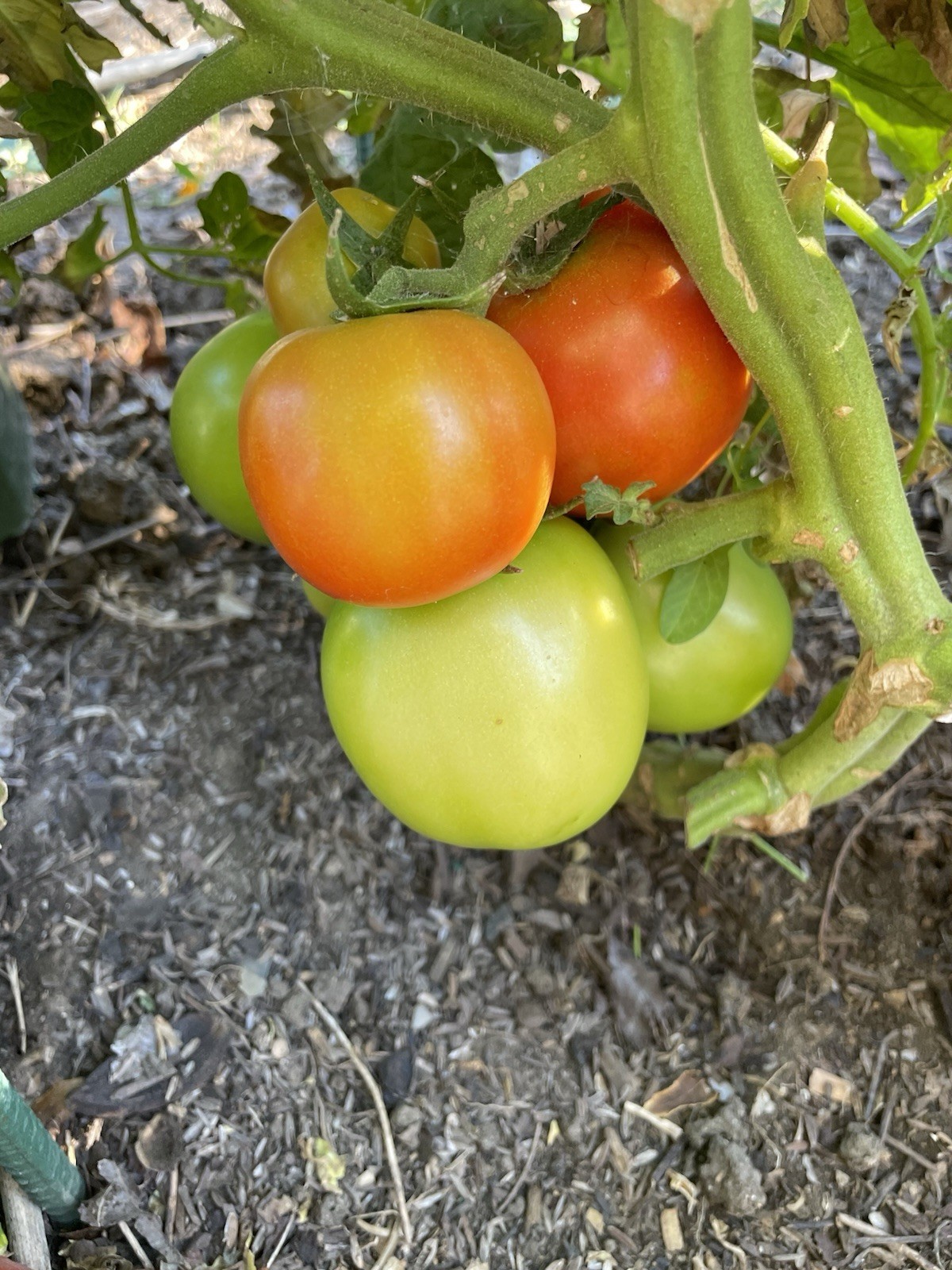 Tomato