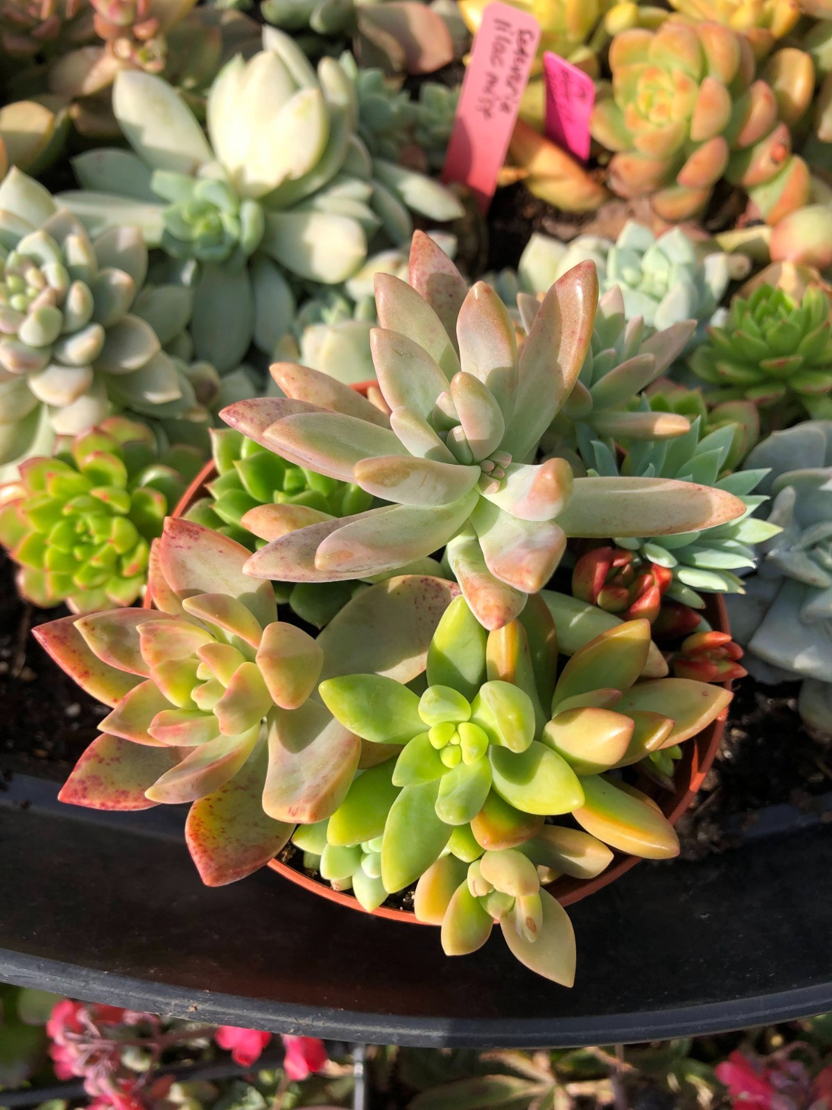 Assorted Succulent Cuttings, Wedding/Party Favors/Gifts. No Repeat, Unique& Rare