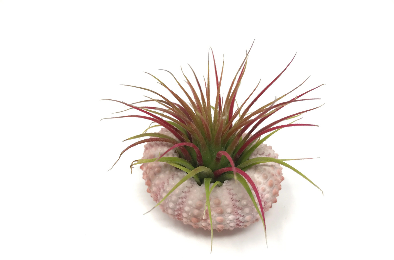 Pink/White Sea Urchin Shell + Air Plant