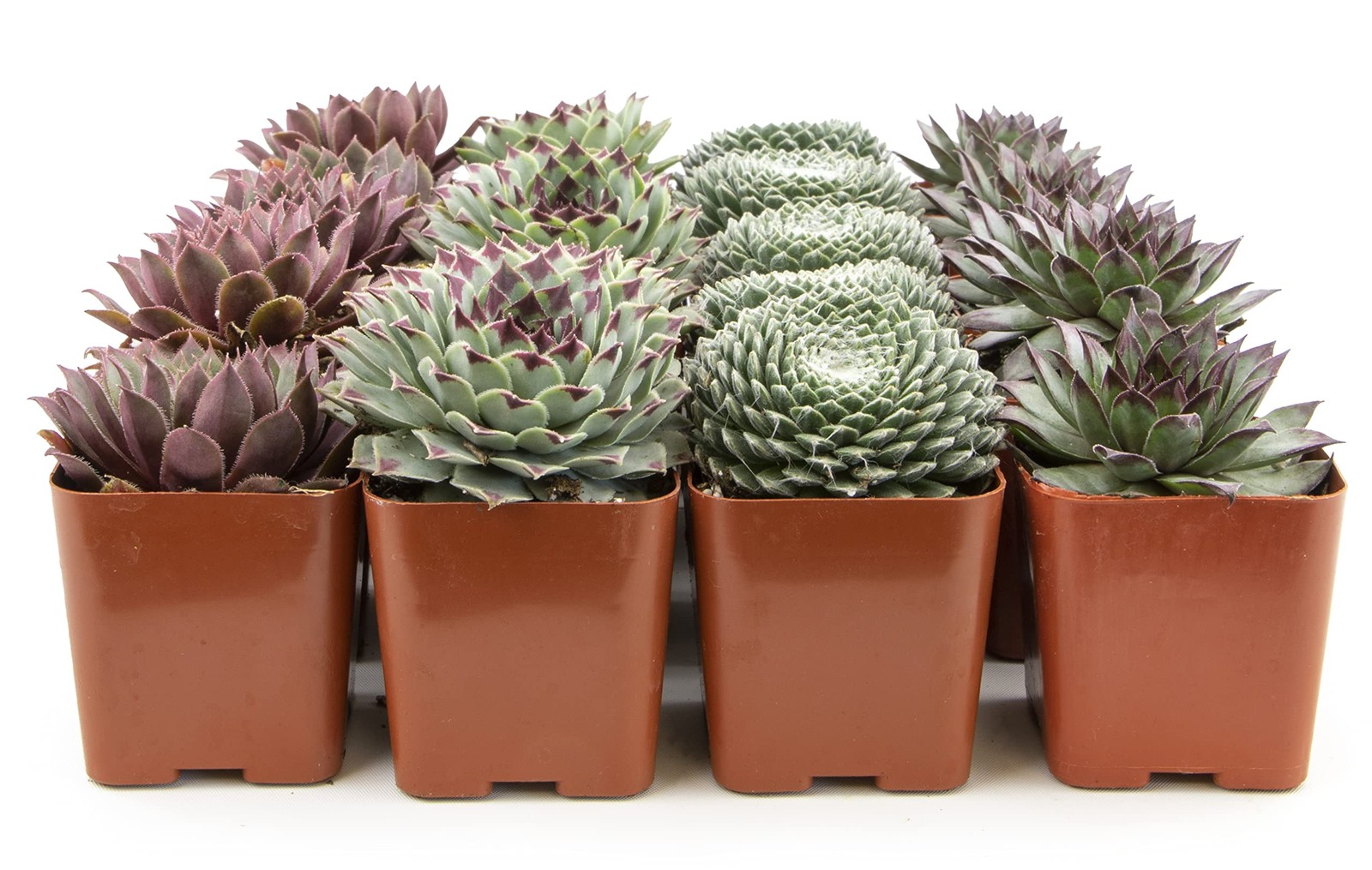 Plants For Pets Succulent 20 Sempervivum In Planter Pots Live Indoor Or Room