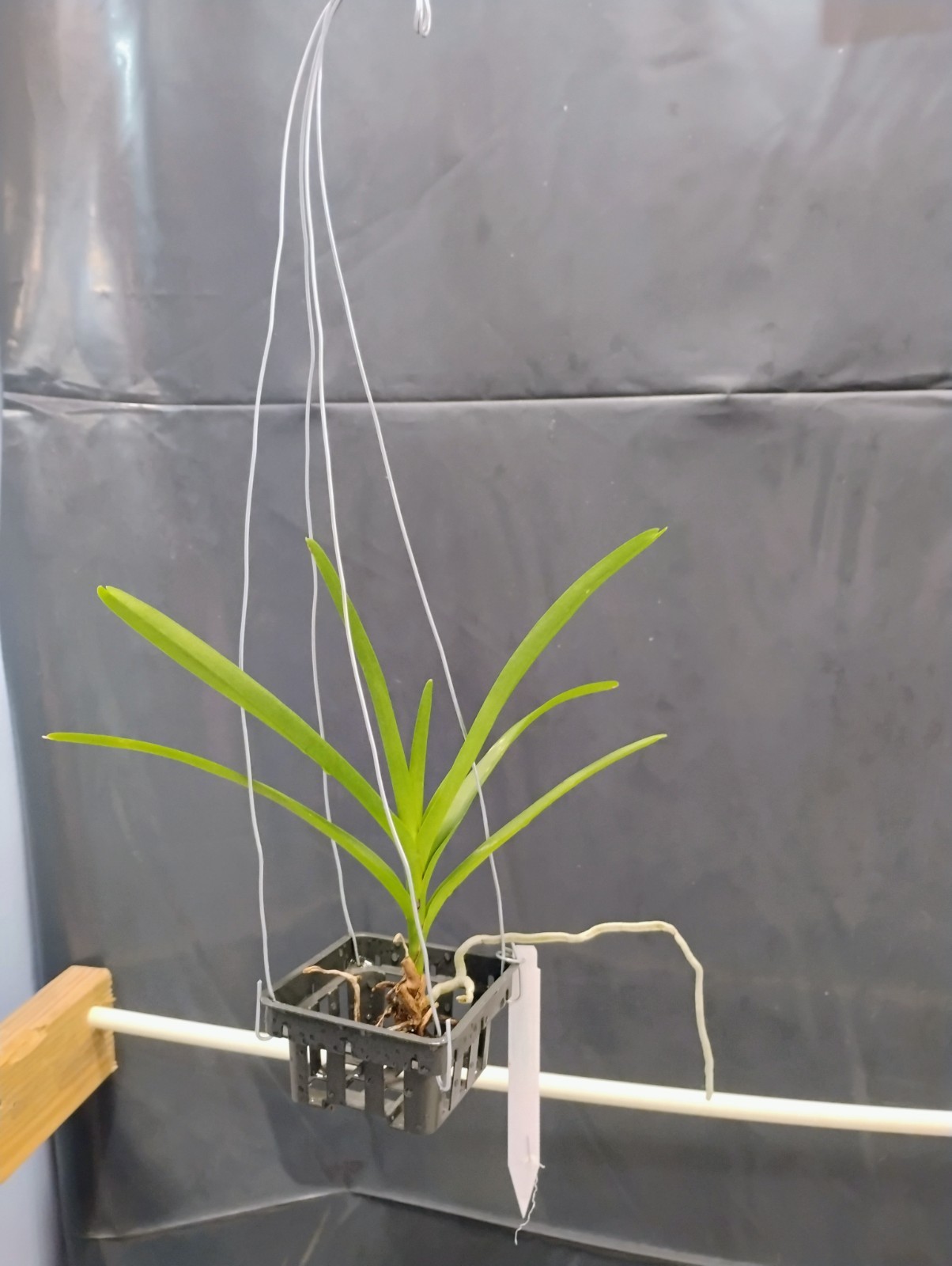 Vanda Orchid – Aranda Sayon X Vanda Doungporn
