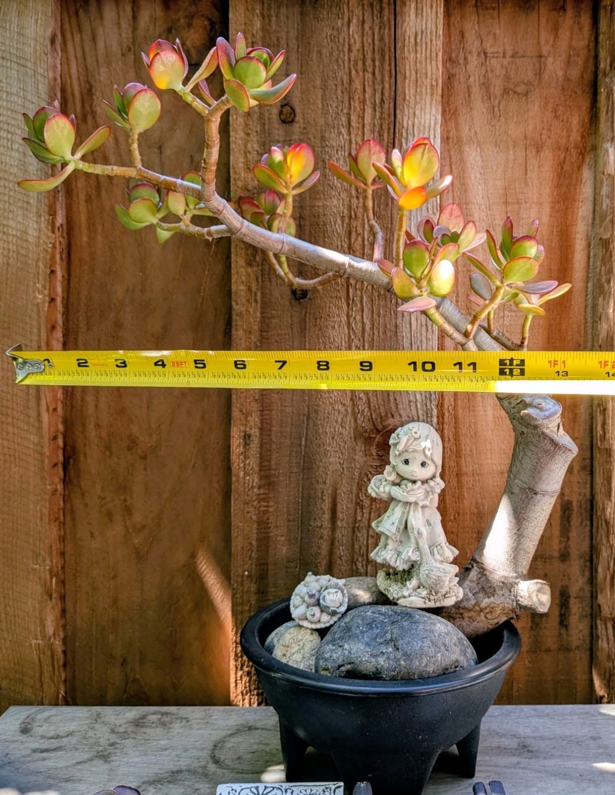 Jade Plant Thick Trunk Desktop Non Drilled Hole Bonsai @Door Pickup Zip Is 94538