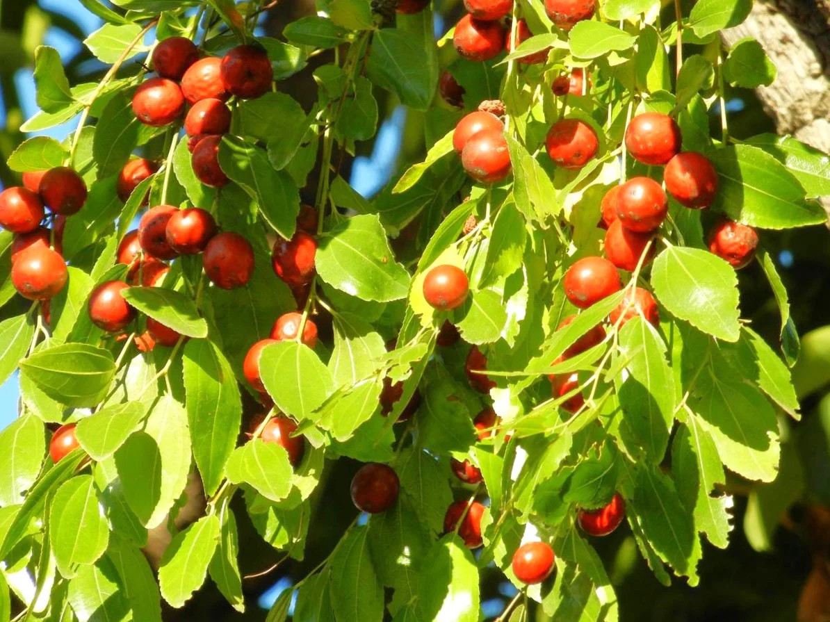 Jujube Tree Seeds (Chinese Red Date) | 紅棗 Ziziphus Jujuba Ber Hong Zao Seed 2025