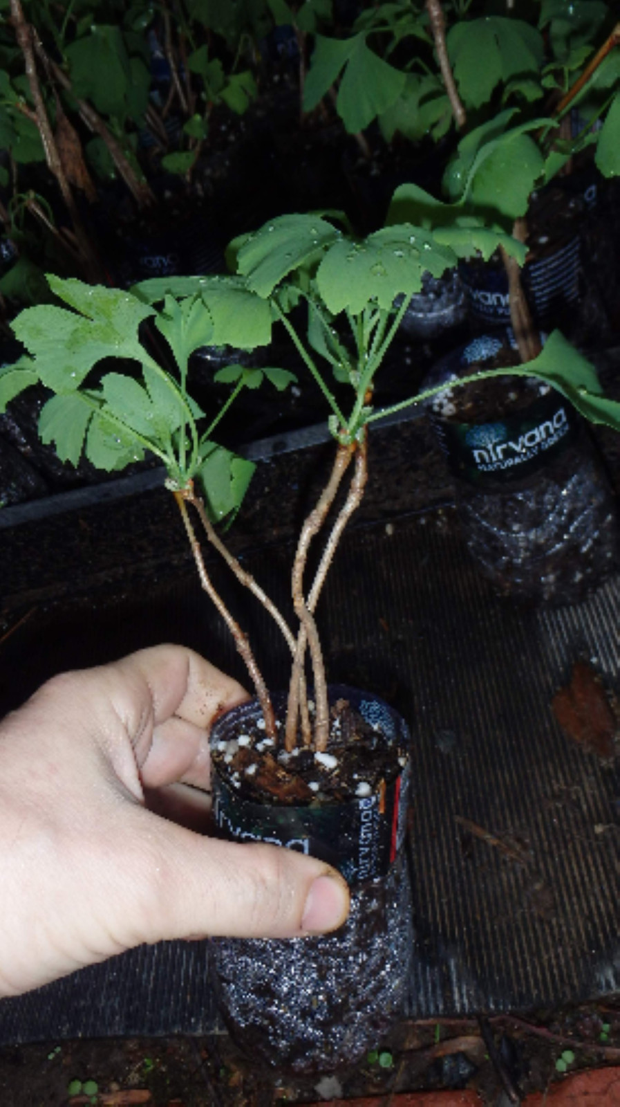 3 Ginkgo Biloba seedlings 1 y.o. plants, oldest tree in the world. Split leaf.