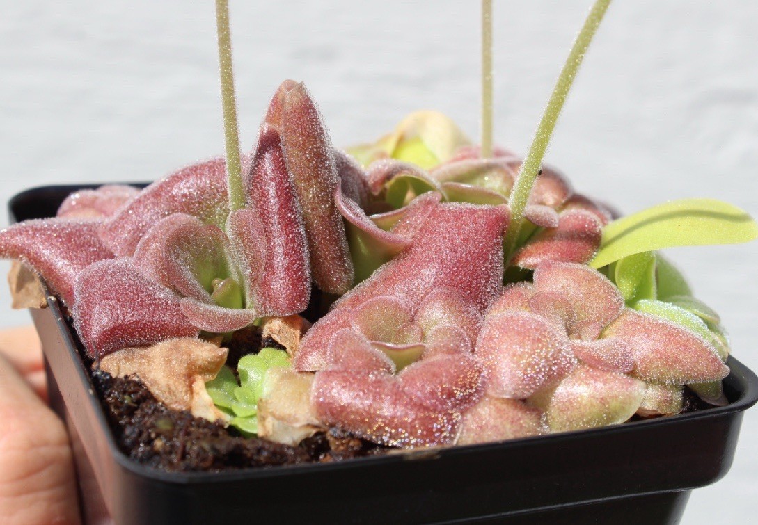 Pinguicula “Mehitable” – young starter plants