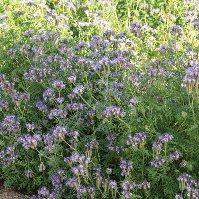 200+ Phacelia seeds