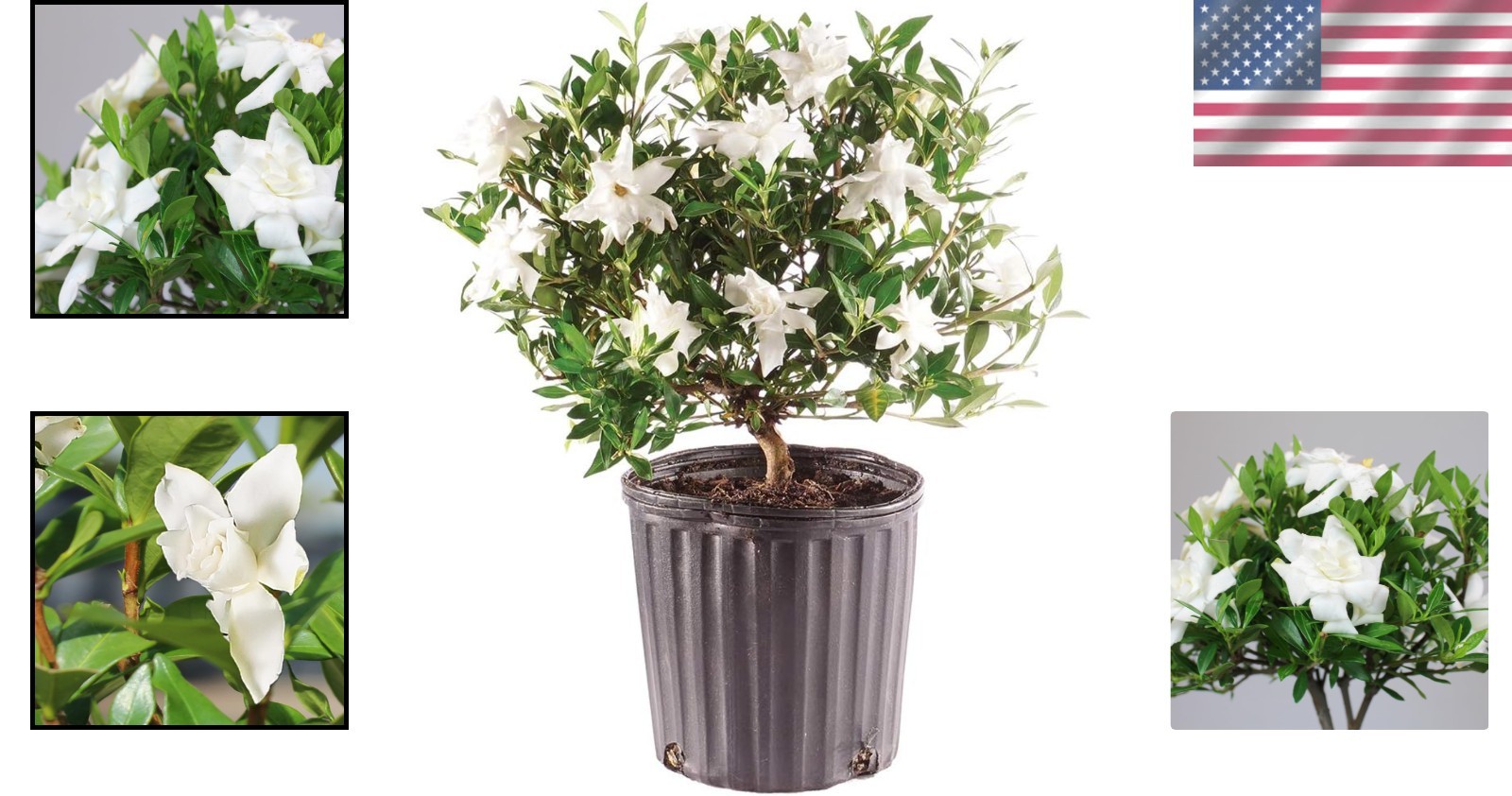 Elegant Live Gardenia Bonsai Tree – 4 Old, 6-8 Inches Tall in Grower Pot